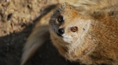Mongoose (foto): neustrašivi lovac na zmiju