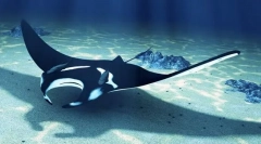 Manta