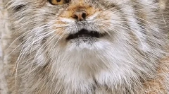 Manul: zanimljive činjenice o stepkoj mački