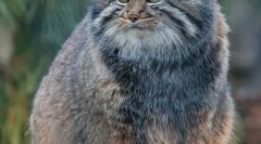 Manul