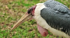Marabou