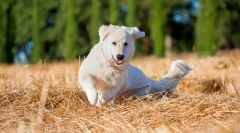 Maremmo-abruzza shepherdka (fotografije): utjelovljenje čiste čvrstoće i predanosti