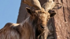 Marhur-vintage goat