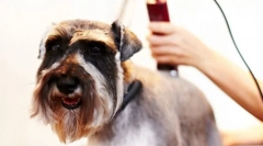 Mašina za kosu za pse: korisni alat za brušenje kod kuće