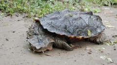 Matamata