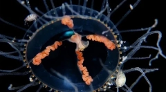 Medusa cross