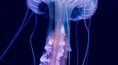 Meduza