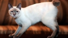 Mekong bobtail (foto): egzotična tajlandska mačka sa kratkim repom