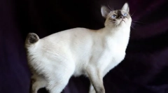 Mekong bobtail