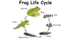 Metamorfoza kombinezona