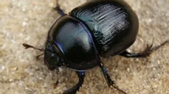 Mitovi i istina o scarabama bubu