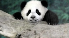 Svijet životinja u fotografijama (15 kom)