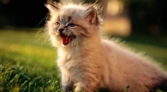 Meow na 10 jezika: kako razgovarati mačkama u različitim zemljama