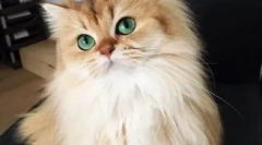 Mewing stars instagram