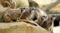 Sisari. Izgradnja i karakteristike