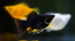 Molllyonsia (mollinesia)