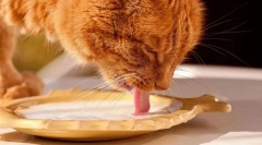 Mlečni proizvodi i mačka jaja