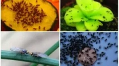 Moshki na povrću u seoskim površinama