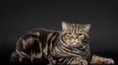 Mramorna boja iz britanskih mačaka: istorija izgleda i osobitosti nege