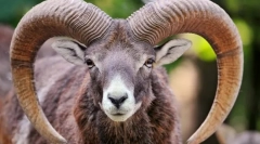 Muflon