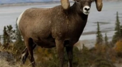 Mugoni u prirodnim uvjetima i njihovi sadržaji u akoriji