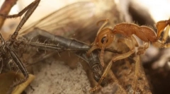 Ant dinosaur