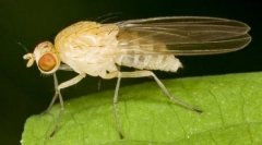 Ispiranje drosophila
