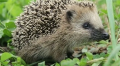 Koja životinja ne rade otrove?