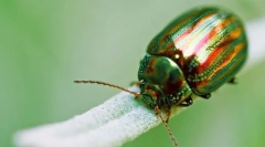 Outclass insekti