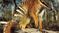 Nambat