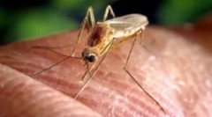 Narodni lijekovi od komaraca