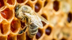 Insekti daju med