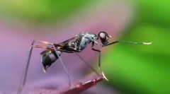 Ekstremni insekti