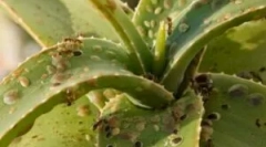 Insekti u zatvorenom cvijeću i saksije cvijeća