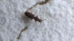 Insekti u brašno i grupi