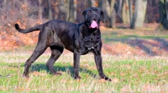 Neapolitan mastiff (foto): grozni štitnik sa dobrim dušom