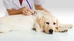 Inkontinencija urina u psu: uzroci, liječenje, prevencija
