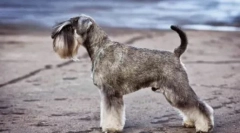 Jeftine psi srednje veličine: opis i fotografije