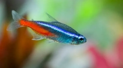 Neons (paraçeirodonidae)