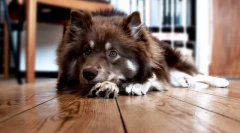 Neugodan miris usta kod pasa: mogući uzroci