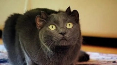 Nevjerovatni kućni ljubimci: poznati mačke-mutanti