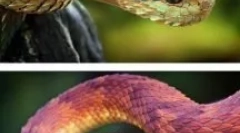 Nevjerojatne životinje i insekti, čije postojanje je teško vjerovati