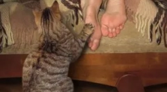 Nijanse odgoja mače i najčešće greške