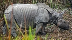 Indijski rinoceros