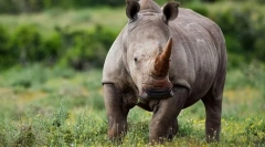 Rhinoceros