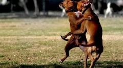 O borbim uzgajanja tišine riječi