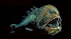 Stanovnici morskih dubina