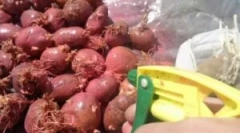 Liječenje krumpira prije slijetanja