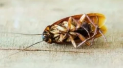 Tretman za tragač za hladnom maglom