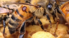 Okretanje pčelinjeg tretmana